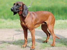 犬を家族に迎える前に